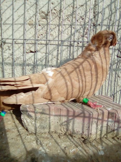 IMG-20181020-WA0020 - achizitii noi