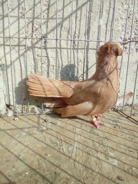 IMG-20181020-WA0021 - achizitii noi