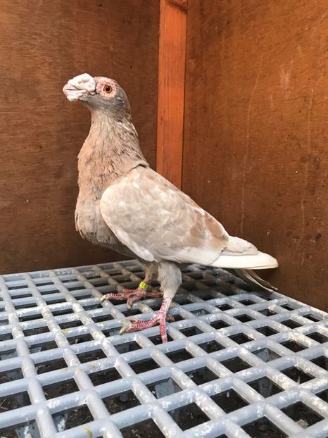 B886C980-A36D-44A4-95FF-B3582433D159 - Dragoni Vanduti