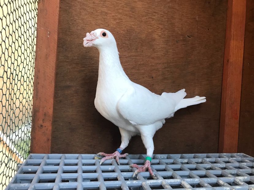 812C7BEC-4286-4635-940B-C1E4803CD405 - Italieni Vanduti