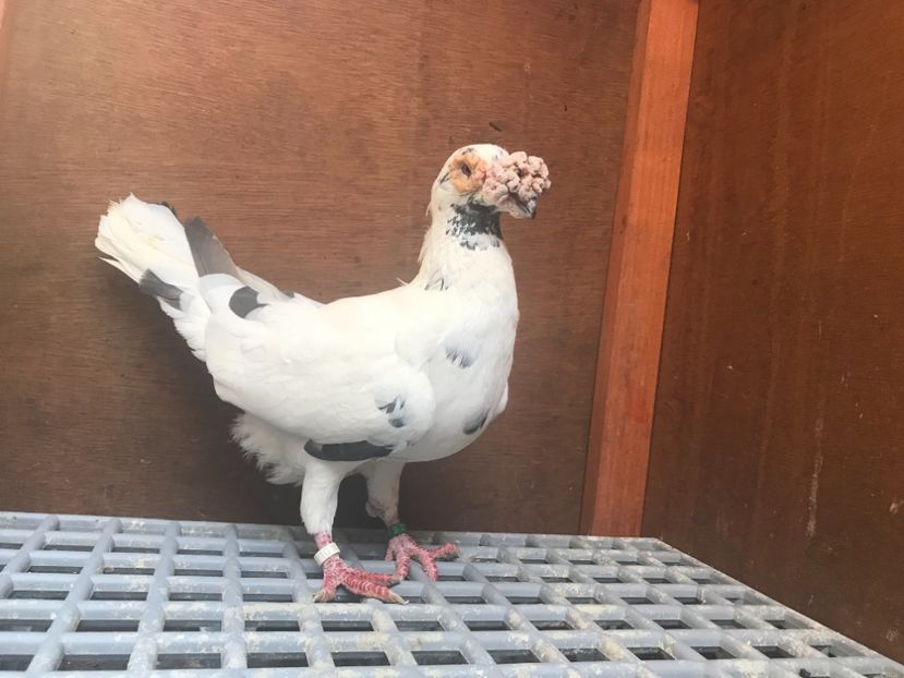 5EEDEC7E-A06F-4262-97C9-6B7ACAA461A0 - Italieni Vanduti