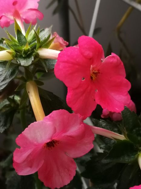  - Achimenes 2018