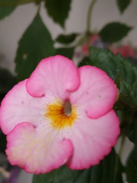 - Achimenes 2018