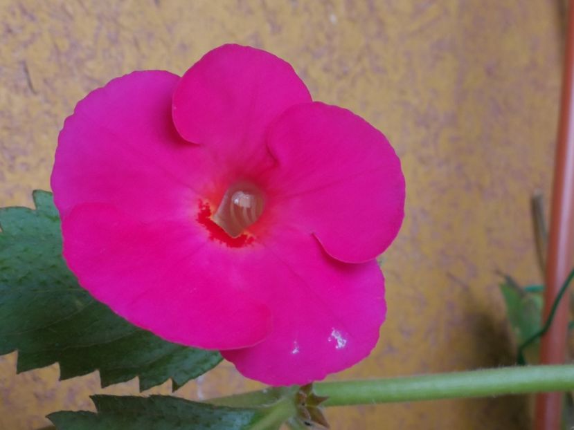  - Achimenes 2018