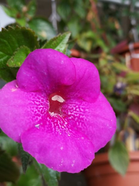  - Achimenes 2018