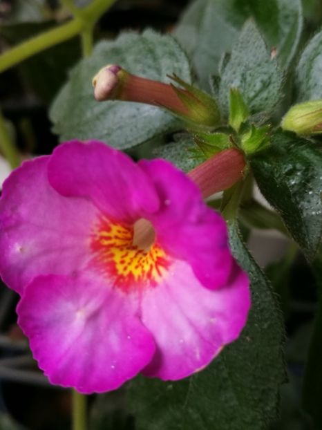 - Achimenes 2018