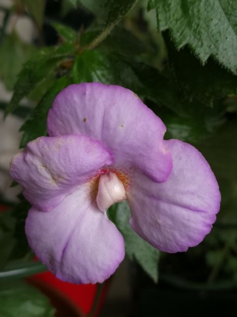  - Achimenes 2018