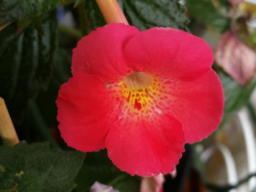  - Achimenes 2018