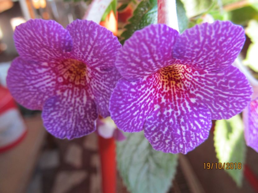 Lionheart - ACHIMENES 2020 - VANZARI HIBRIZI