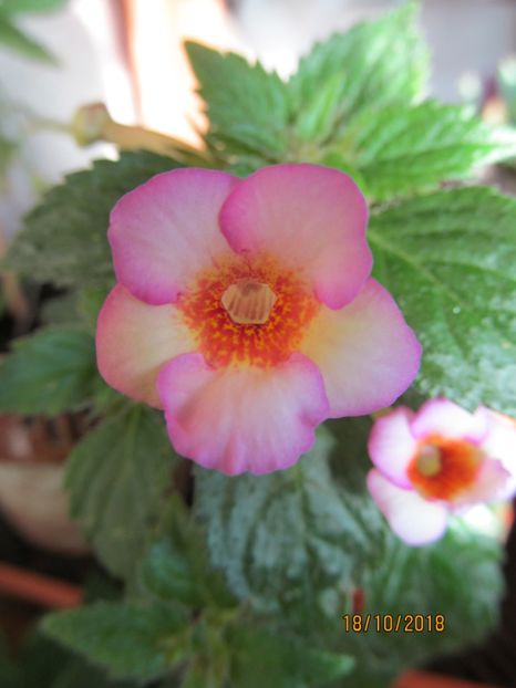 September Queen - ACHIMENES 2020 - VANZARI HIBRIZI