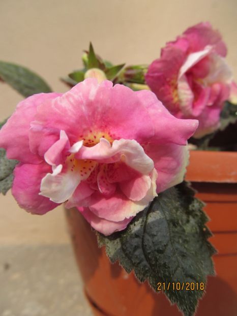  - ACHIMENES 2020 - VANZARI HIBRIZI