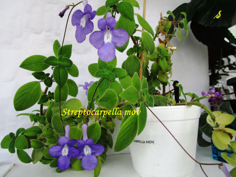 Streptocarpella mov(20-x-2018) - Gesneriaceae 2018