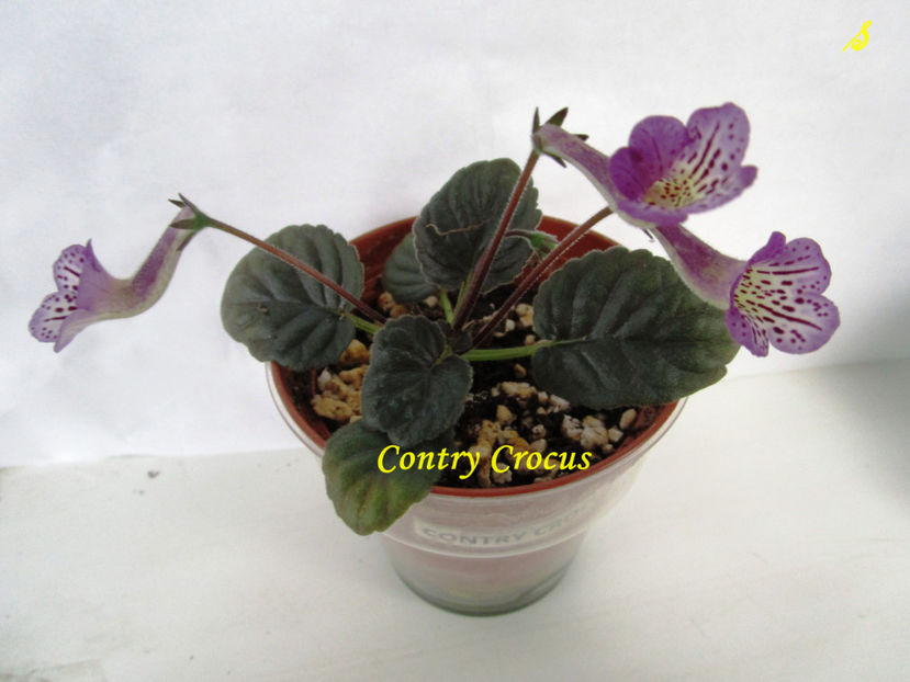 Contry Crocus(20-x-2018) - Sinningii 2018