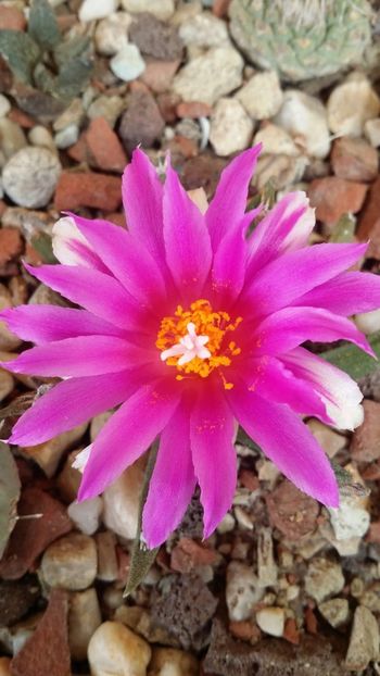 IMG-20181020-WA0011 - cactusi 2018