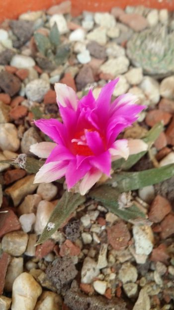 IMG-20181020-WA0002 - cactusi 2018