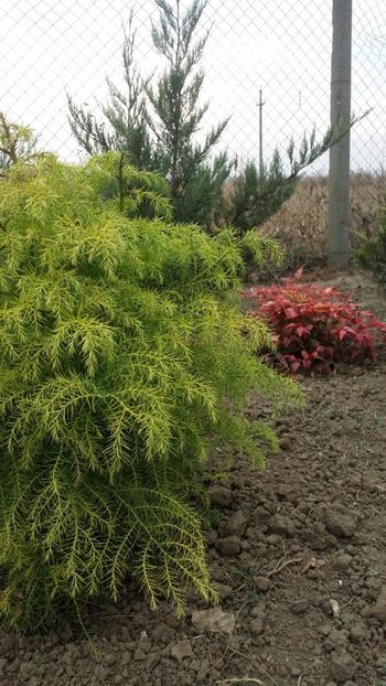 IMG-20181020-WA0016 - curtea cu toate cele 2018