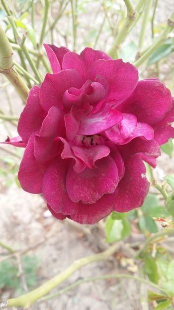 IMG-20181020-WA0003 - curtea cu toate cele 2018