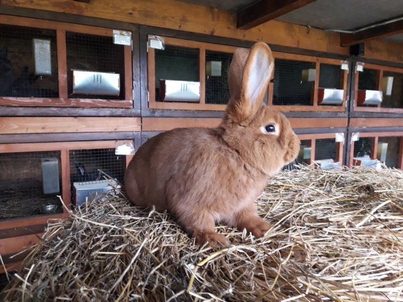  - A-IEPURI TINERET NEO ROSU