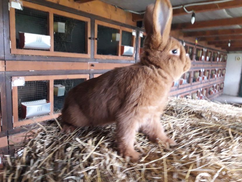  - A-IEPURI TINERET NEO ROSU