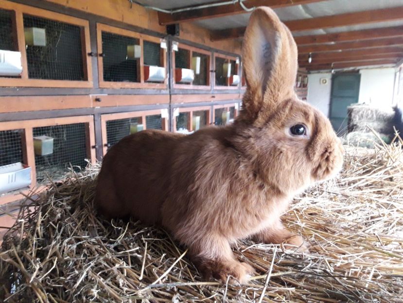  - A-IEPURI TINERET NEO ROSU