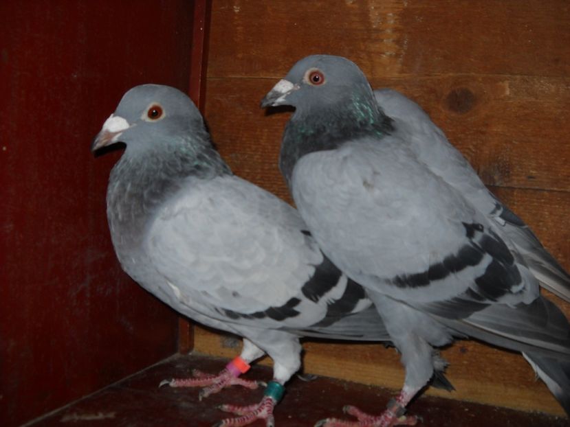  - UNDEVA IN SUCEAVA arhiva