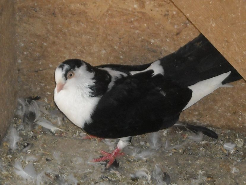  - PORUMBEI CARE MI AU APARTINUT