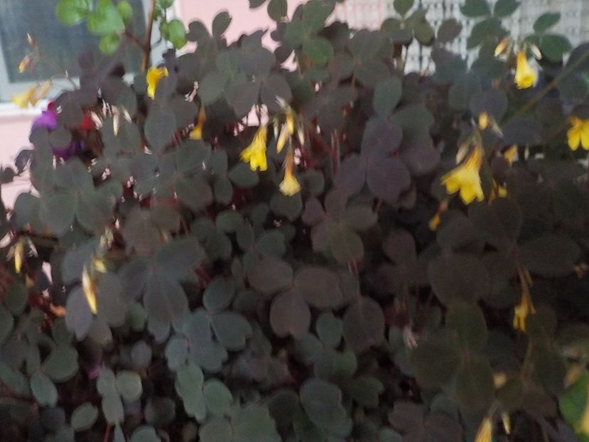  - Flori in octombrie 2018