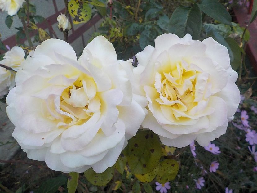  - Flori in octombrie 2018