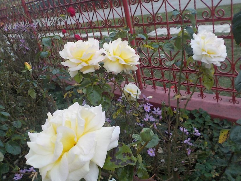  - Flori in octombrie 2018