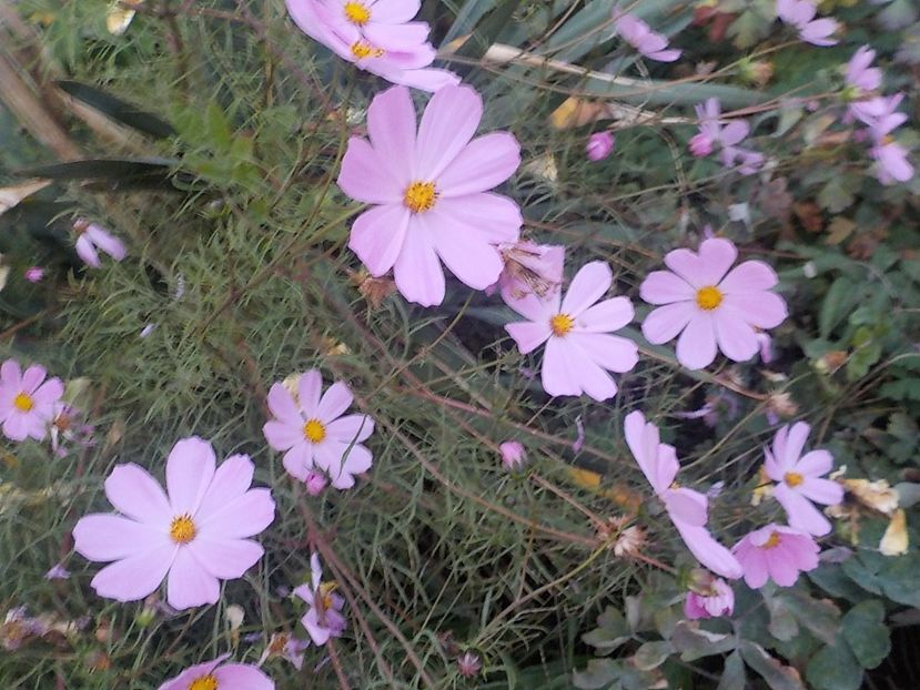  - Flori in octombrie 2018