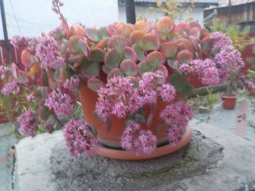  - Flori in octombrie 2018