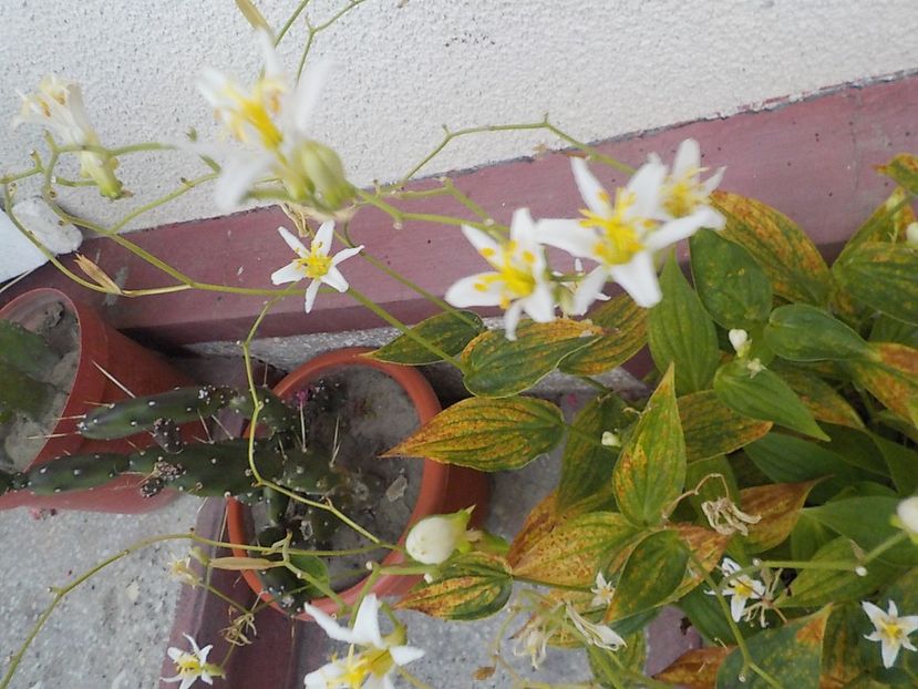  - Flori in octombrie 2018