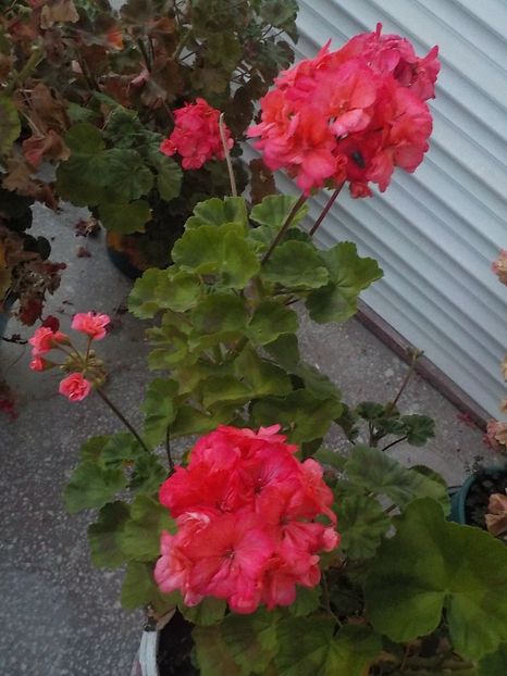  - Flori in octombrie 2018