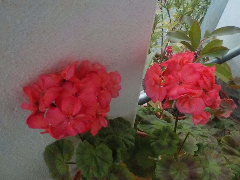  - Flori in octombrie 2018