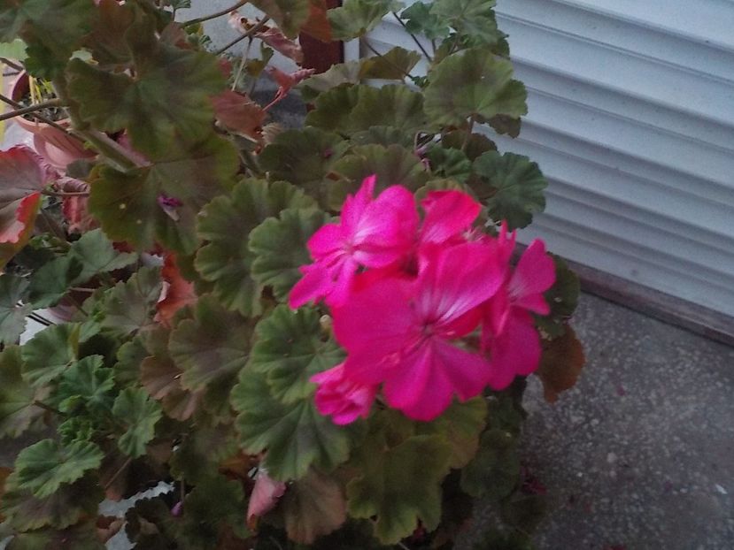  - Flori in octombrie 2018