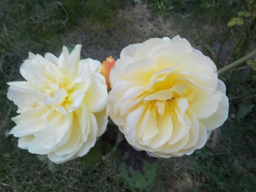  - Flori in octombrie 2018