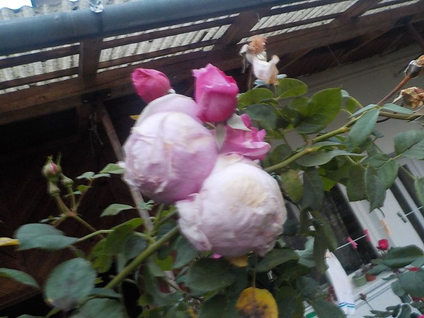  - Flori in octombrie 2018