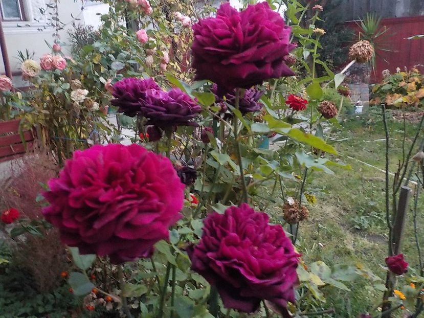  - Flori in octombrie 2018