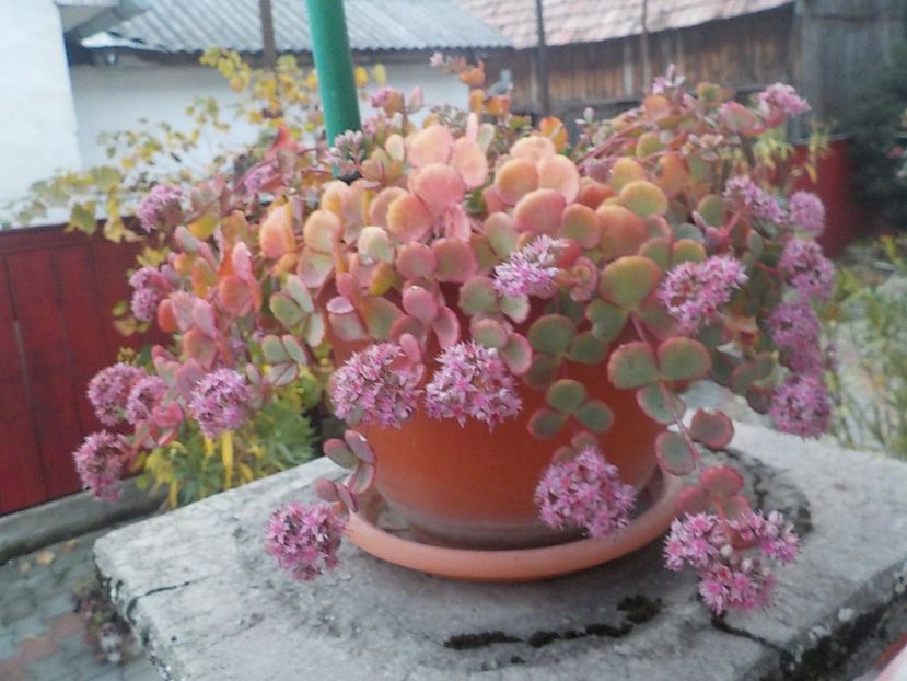  - sedum sieboldii