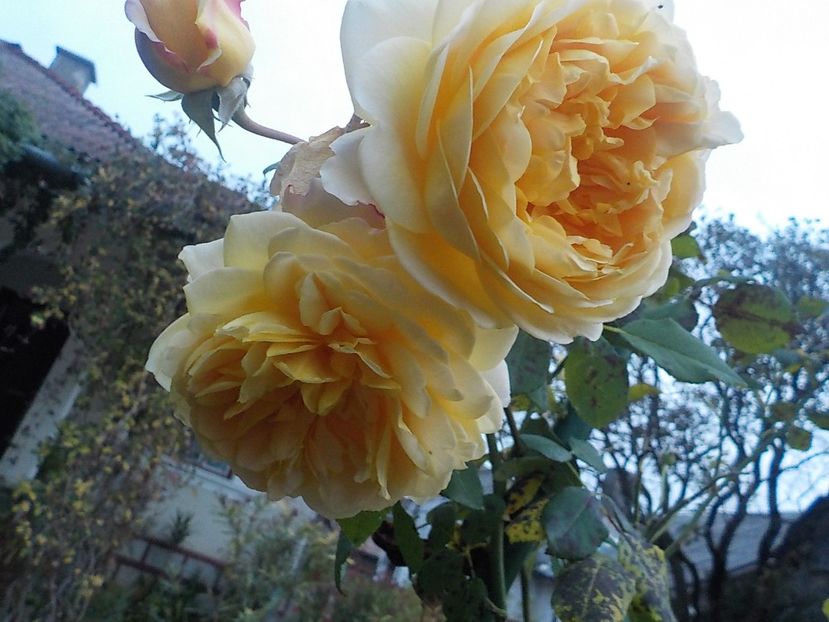  - golden celebration