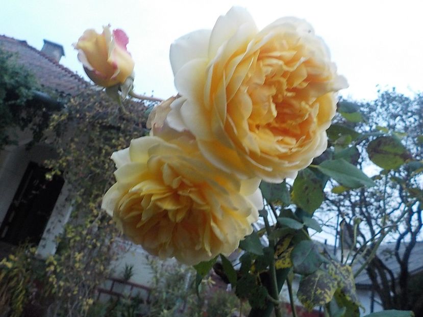  - golden celebration