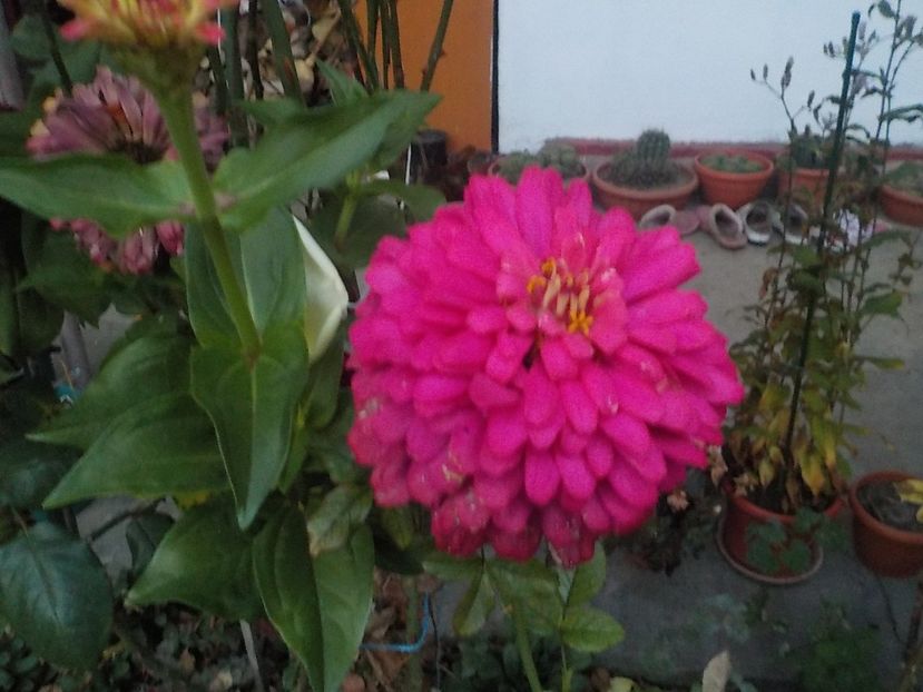  - Flori in octombrie 2018