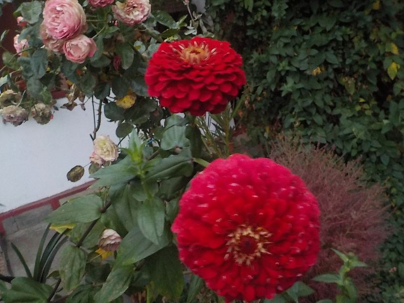  - Flori in octombrie 2018