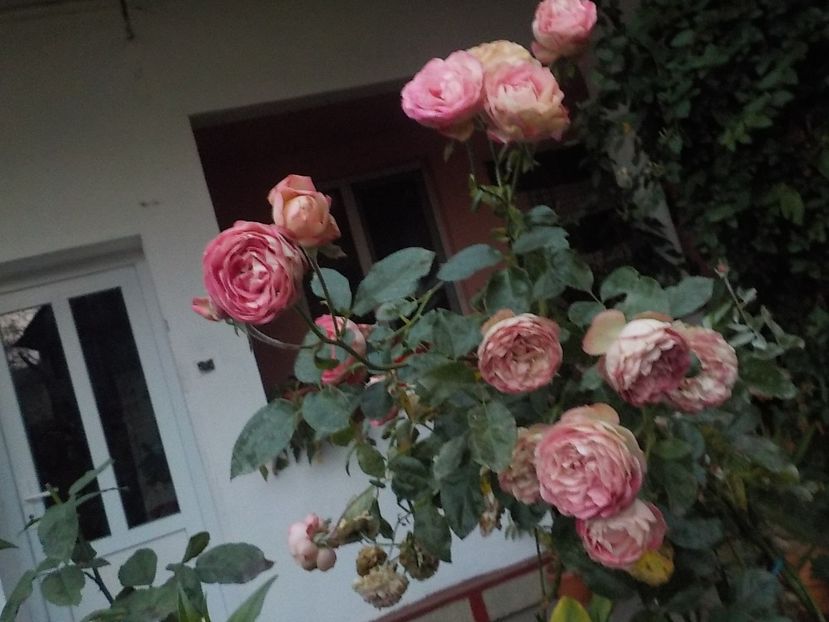  - Flori in octombrie 2018