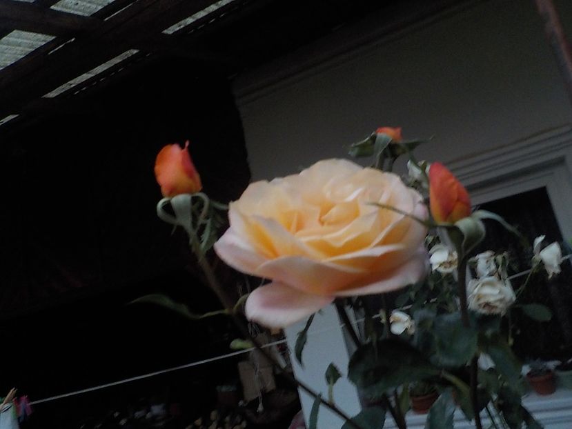  - Flori in octombrie 2018