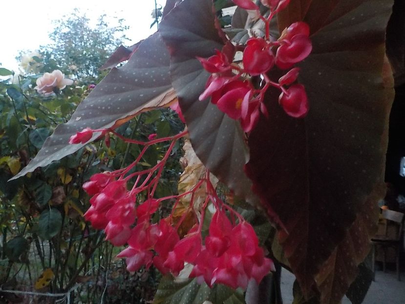  - Flori in octombrie 2018