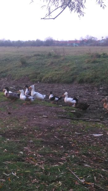  - Ratuste comune bobocei 18 !!