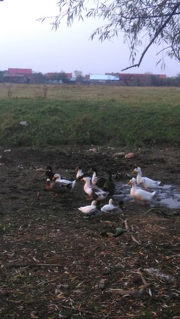 Alaturi de pitice ! - Ratuste comune bobocei 18 !!