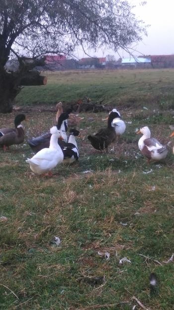  - Ratuste comune bobocei 18 !!