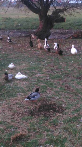  - Ratuste comune bobocei 18 !!